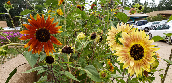 San Francisco de Asis Church